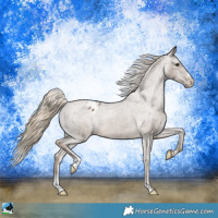 Horse Color:Chocolate Palomino Sabino Appaloosa 