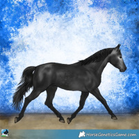 Horse Color:Gray Brown Rabicano 