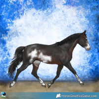 Horse Color:Brown Sabino Frame Rabicano 