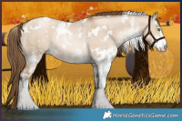 Horse Color:White Spotted Liver Red Dun Pearl Rabicano