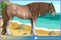 Horse Color:White Spotted Liver Chestnut Pearl Rabicano 
