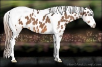 Horse Color:Buckskin Splash Tobiano Blanket 