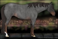 Horse Color:Liver Red Roan 