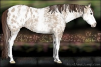Horse Color:White Spotted Liver Red Dun Sabino Blanket Rabicano
