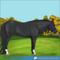 Horse Color:Black 