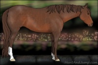 Horse Color:Liver Chestnut 
