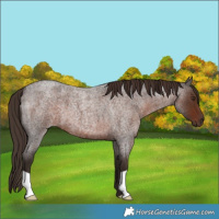 Horse Color:Liver Red Roan 