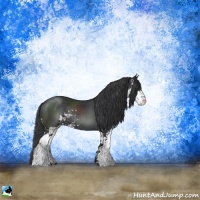 Horse Color:Black Sabino Rabicano 