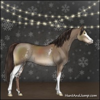 Horse Color:White Spotted Liver Red Dun