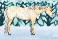Horse Color:Palomino Roan Blanket