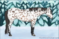 Horse Color:Bay Appaloosa 