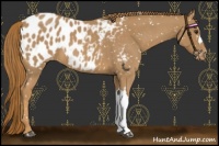 Horse Color:Red Roan Appaloosa 