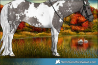 Horse Color:Platinum White Spotted Chocolate Palomino Tobiano 