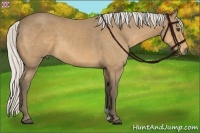Horse Color:Silver Buckskin 