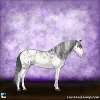 Horse Color:Brown Onyx Sabino Snowflake Varnish 