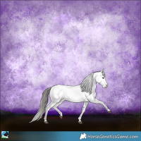 Horse Color:Grullo Sabino Appaloosa 