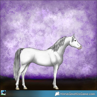 Horse Color:Brown Onyx Sabino Appaloosa Rabicano 