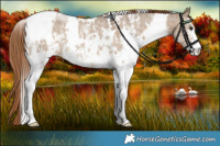 Horse Color:White Spotted Liver Red Dun Sabino Brindle 