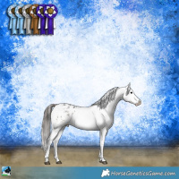 Horse Color:Blue Onyx Sabino Appaloosa Rabicano 