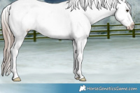 Horse Color:Liver Chestnut Appaloosa 
