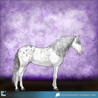 Horse Color:Blue Onyx Roan Sabino Appaloosa Rabicano 