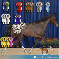 Horse Color:Gray Bay Appaloosa Rabicano 