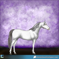 Horse Color:White Spotted Brown Sabino Appaloosa 