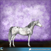 Horse Color:Blue Onyx Sabino Appaloosa Rabicano