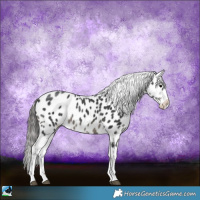 Horse Color:Black Sabino Appaloosa 