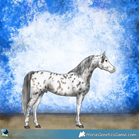Horse Color:Blue Onyx Sabino Appaloosa