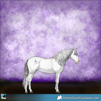 Horse Color:Black Sabino Snowflake Varnish Rabicano 