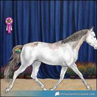 Horse Color:Bay Sabino Splash Appaloosa 