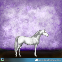 Horse Color:Gray Black Sabino Appaloosa 