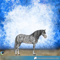 Horse Color:Black Sabino Snowflake Varnish Rabicano