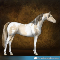 Horse Color:White Spotted Buckskin Pearl Dun Tobiano 