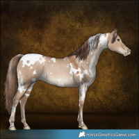 Horse Color:White Spotted Grullo Pearl 