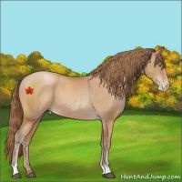 Horse Color:Bay Pearl 