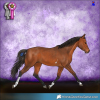 Horse Color:Bay Tobiano 