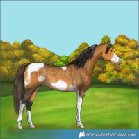 Horse Color:Buckskin Tobiano Frame Rabicano 