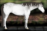 Horse Color:White Spotted Smoky Black 