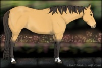 Horse Color:Buckskin 