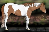 Horse Color:Chestnut Tobiano 