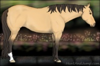 Horse Color:Buckskin Dun 
