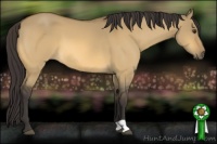 Horse Color:Buckskin Dun