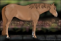 Horse Color:Chestnut Sabino 