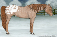 Horse Color:Red Roan Appaloosa 