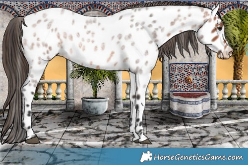 Horse Color:Bay Roan Appaloosa 