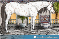 Horse Color:Bay Roan Near Leopard
