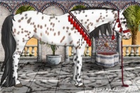 Horse Color:Bay Roan Appaloosa 