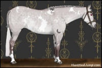 Horse Color:White Spotted Chocolate Silver Grullo Chinchilla Sabino Rabicano 